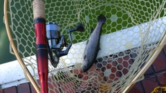 レインボートラウトの釣果