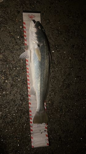 オオニベの釣果