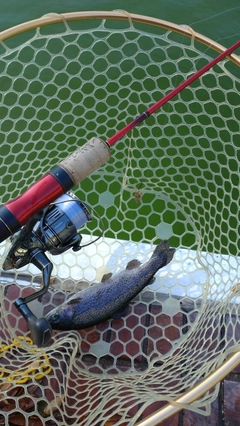 レインボートラウトの釣果