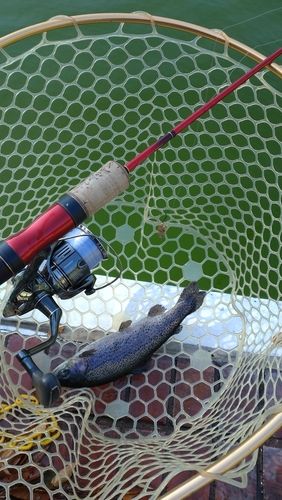 レインボートラウトの釣果
