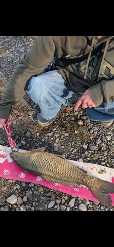 桂川（京都）中流