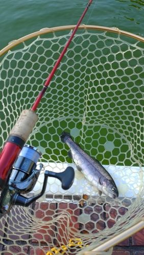 レインボートラウトの釣果