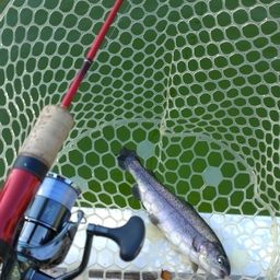 レインボートラウト