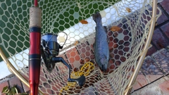 レインボートラウトの釣果