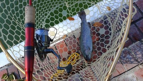 レインボートラウトの釣果