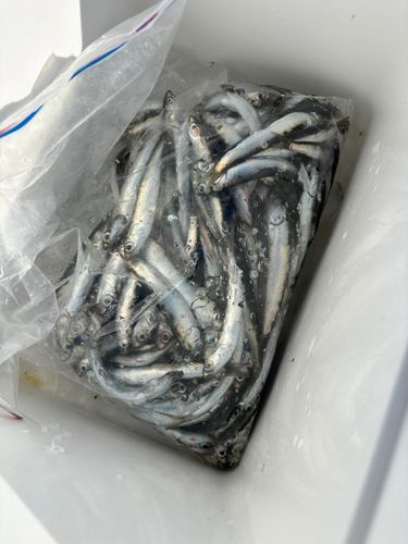 カタクチイワシの釣果