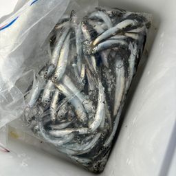 カタクチイワシ