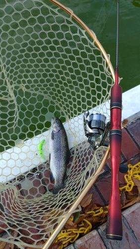 レインボートラウトの釣果