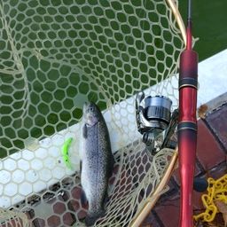 レインボートラウト