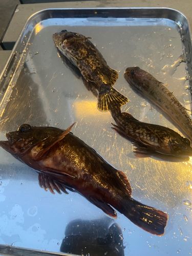 常滑りんくう釣り護岸