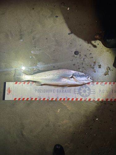 オオニベの釣果