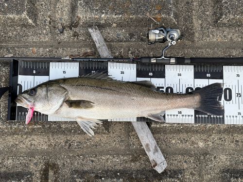 シーバスの釣果