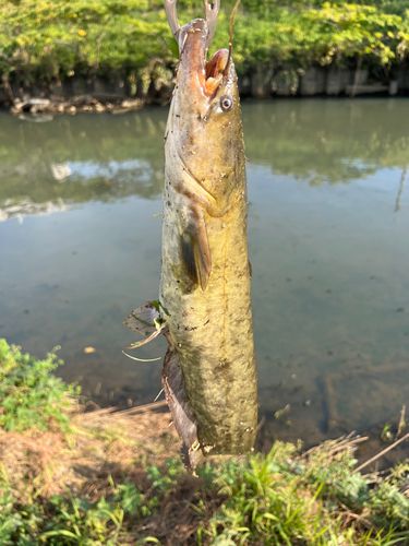 ナマズの釣果