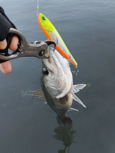 東京湾（アクアライン〜富津）