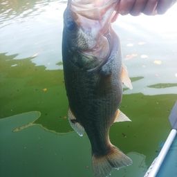 ブラックバス