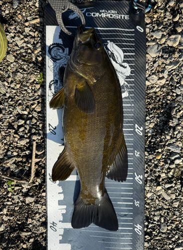 スモールマウスバスの釣果
