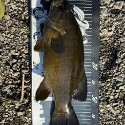 スモールマウスバス