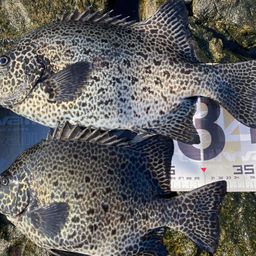 イシガキイシダイ