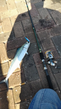 サワラの釣果