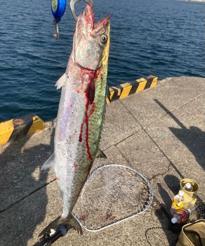 サゴシの釣果