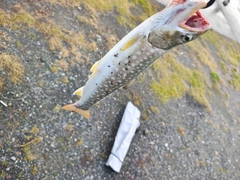 アメマスの釣果