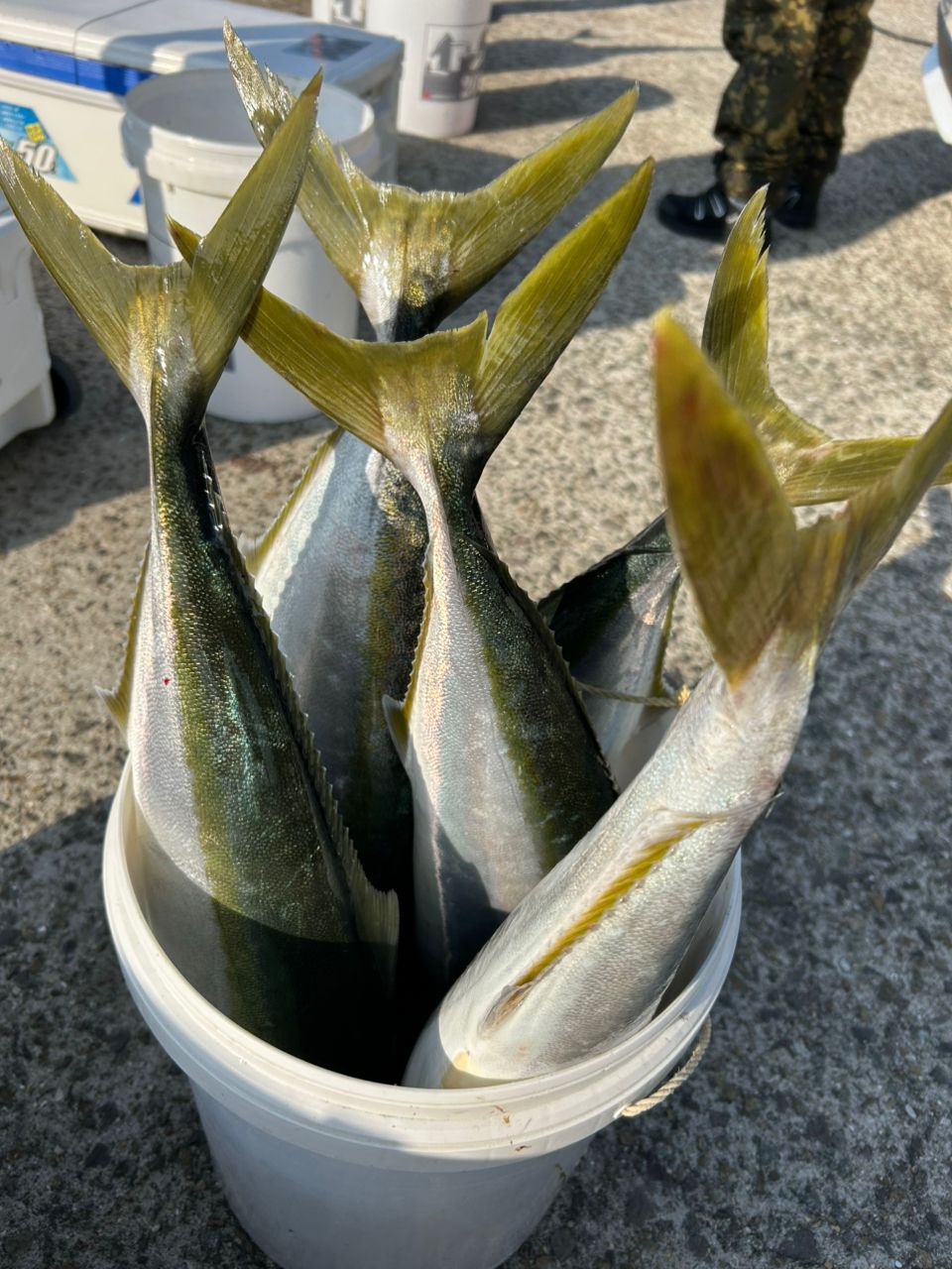 goldendogさんの釣果 1枚目の画像