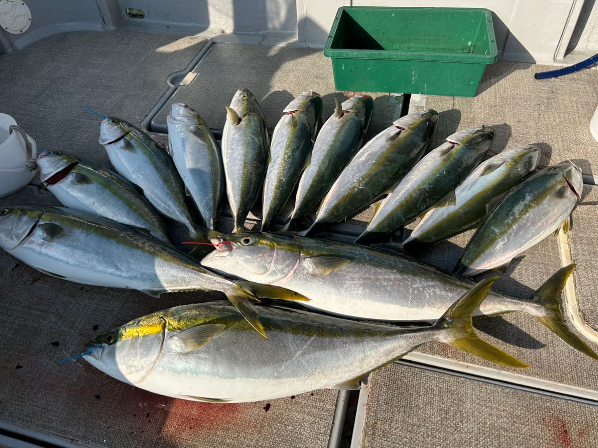 goldendogさんの釣果 2枚目の画像