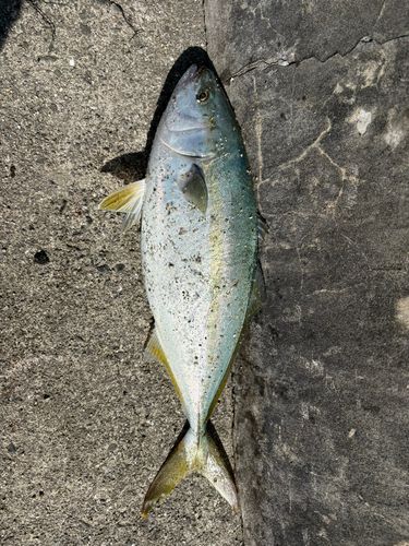 周防大島（屋代島）