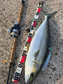 ヒラマサの釣果