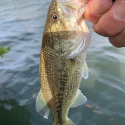 ラージマウスバス