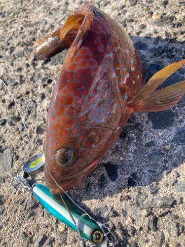 警固屋中学校前