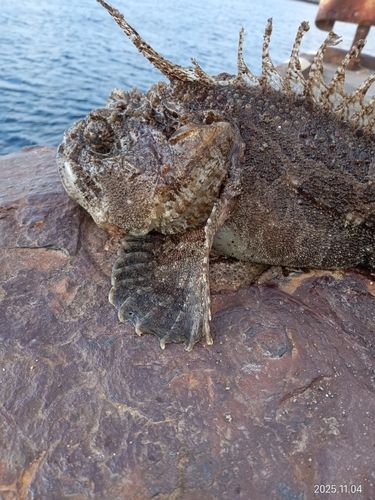トウベツカジカの釣果