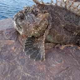 トウベツカジカ