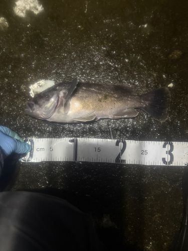 クロソイの釣果