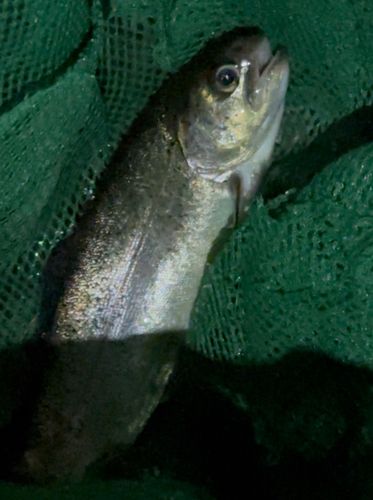 ベリーパーク in FISH ON! 王禅寺