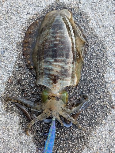 アオリイカの釣果