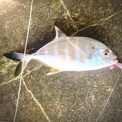 ギンガメアジの釣果