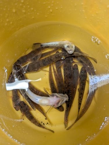 アナハゼの釣果