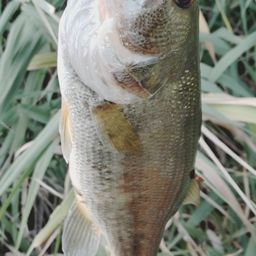 ラージマウスバス