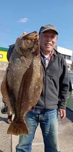 ヒラメの釣果