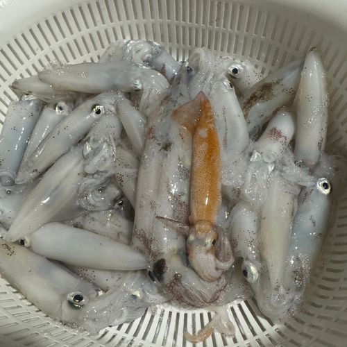 マメイカの釣果