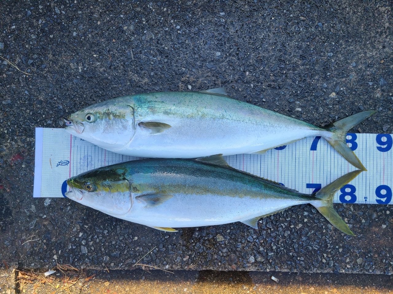 MajorCraft クロスライド 5G XR5-962M/LSJの最安値・インプレ・釣果