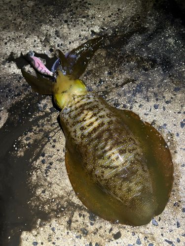 アオリイカの釣果