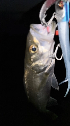 ヒラスズキの釣果