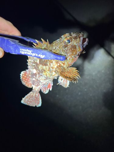 金沢水際線緑地（福浦岸壁）