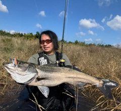 シーバスの釣果