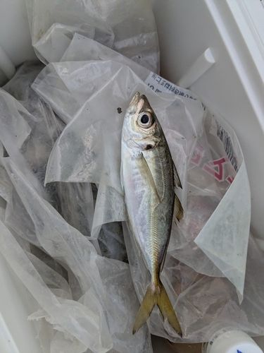 本牧海づり施設