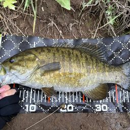 スモールマウスバス