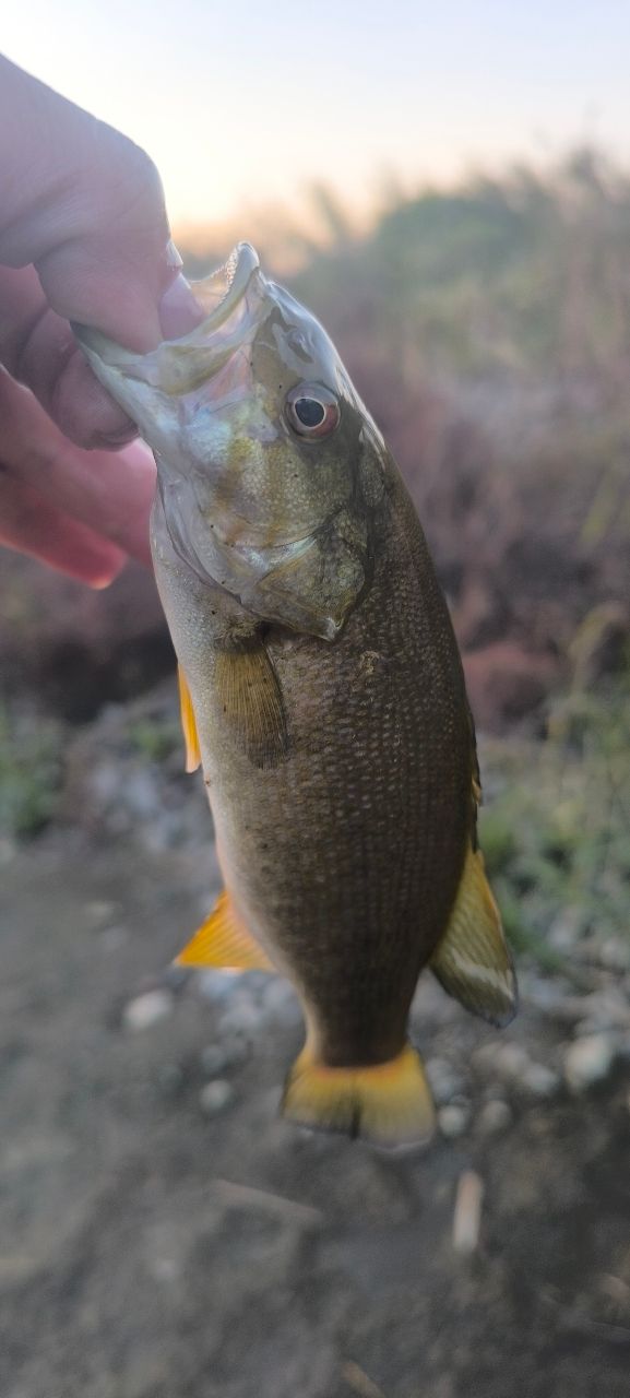 SHIMANO 20ゾディアス 264L-2の最安値・インプレ・釣果 | 本音の口コミ