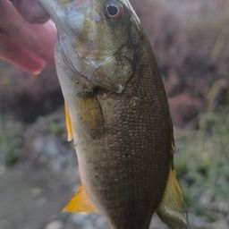 スモールマウスバス